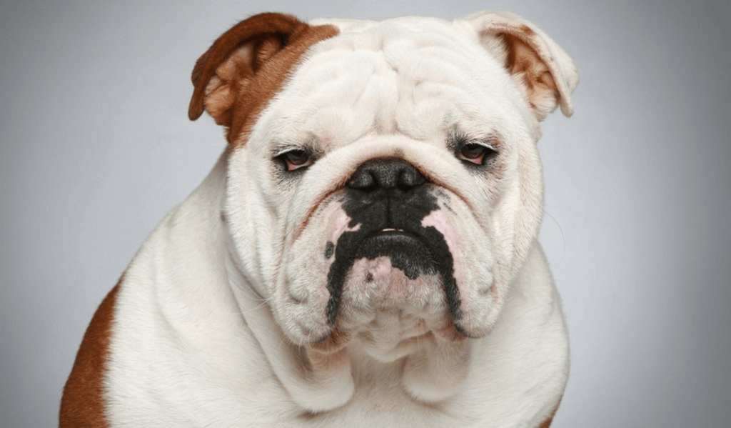 Top 5 Dog Breeds For Small Apartments ADDA Blog