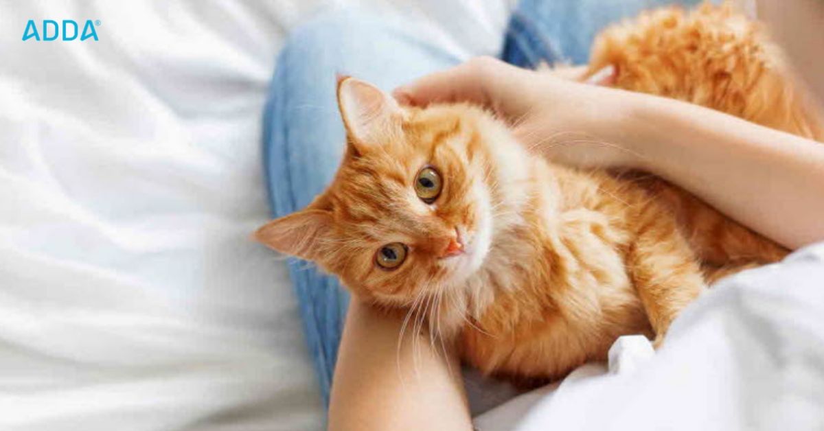 Pet Rules In Housing Society & Apartments