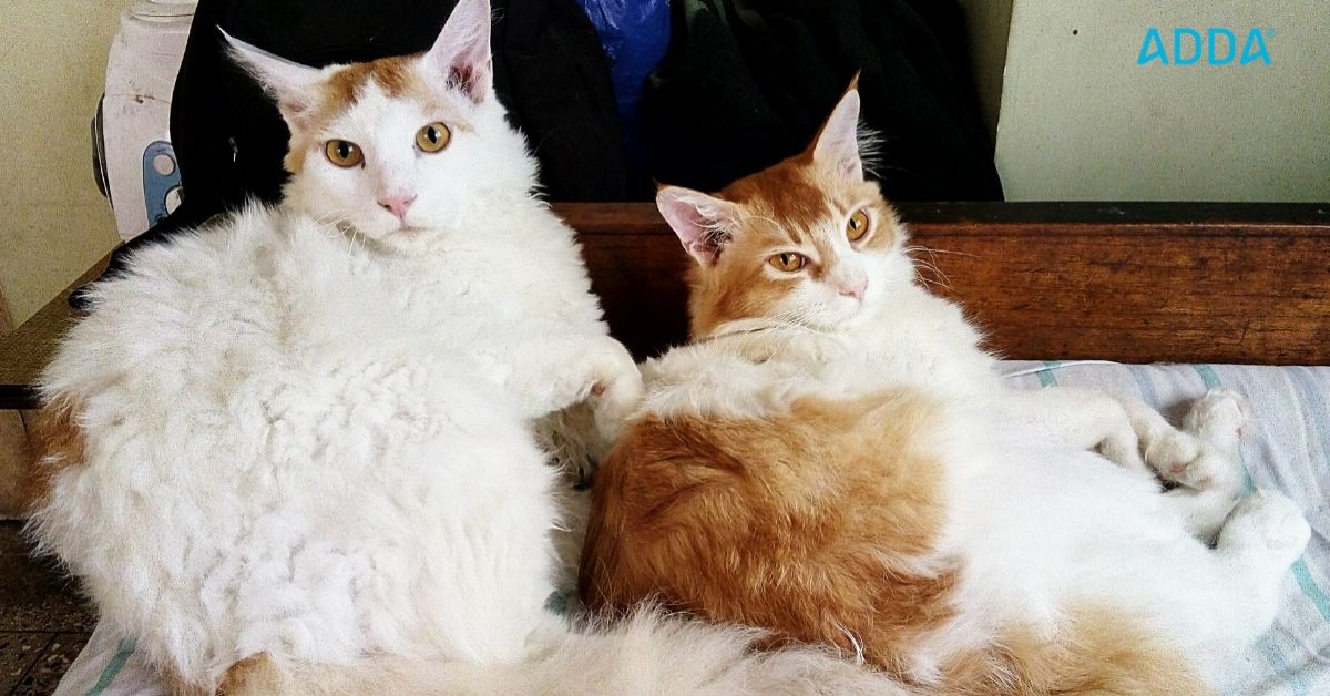 Pet Rules In Housing Society & Apartments